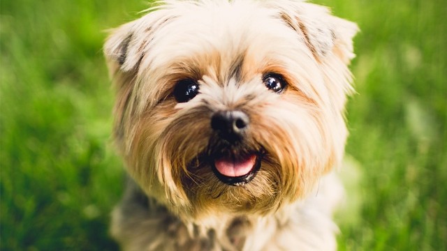 The Perfect Dog for You According to Your Zodiac Sign