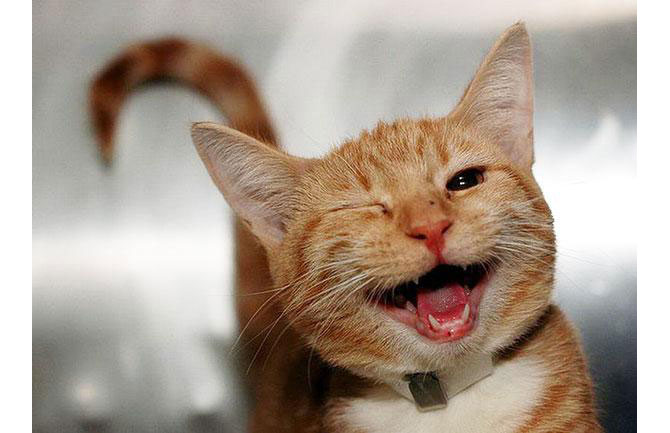 8 Happy Animals That Will Make You Smile