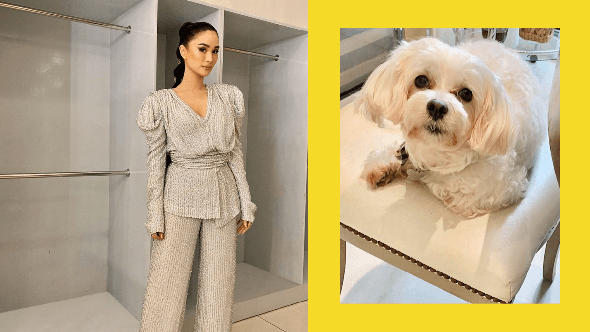 GMA News - LOOK: Heart Evangelista took to Instagram to thank Kuya Victor,  the guy who found and returned her missing dog Casper. Look at Casper's  smile! Thank you so much to