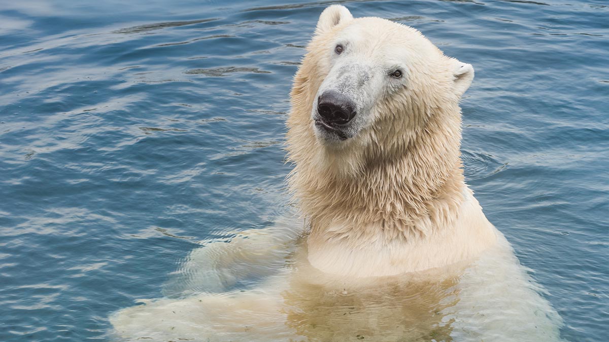 A German Zoo Might Have To Feed Their Animals To Each Other