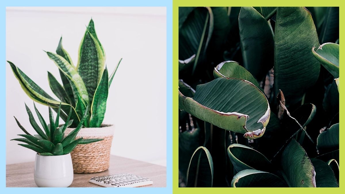 So Why Exactly Do Your Plants Keep Dying?