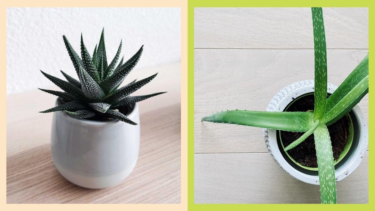 Cheat Sheet Plant Care Aloe Vera: You Need To Know
