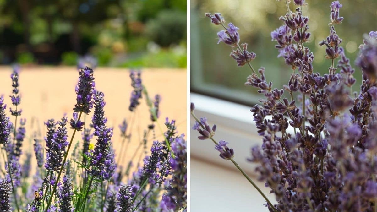 Plant Care Lavender How To Grow Lavender