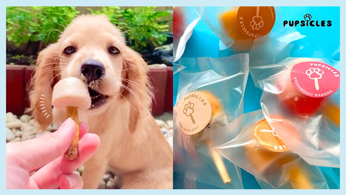 Scarily realistic dog popsicles sold in S'pore shop -  - News  from Singapore, Asia and around the world