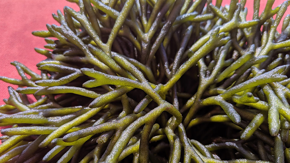seaweeds in the philippines