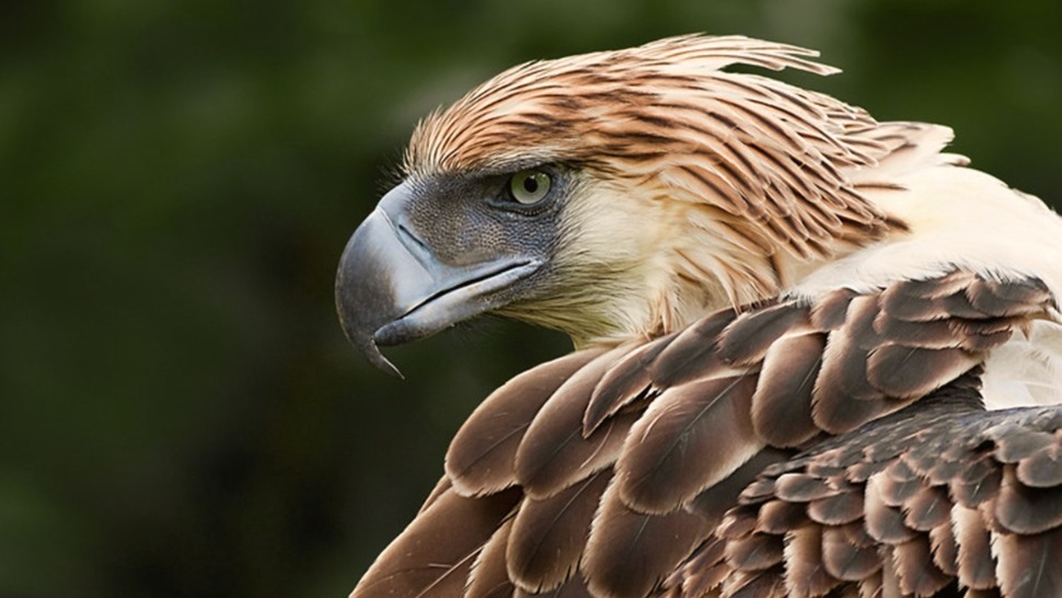 Philippine Eagles Need Your Help To Survive The Pandemic