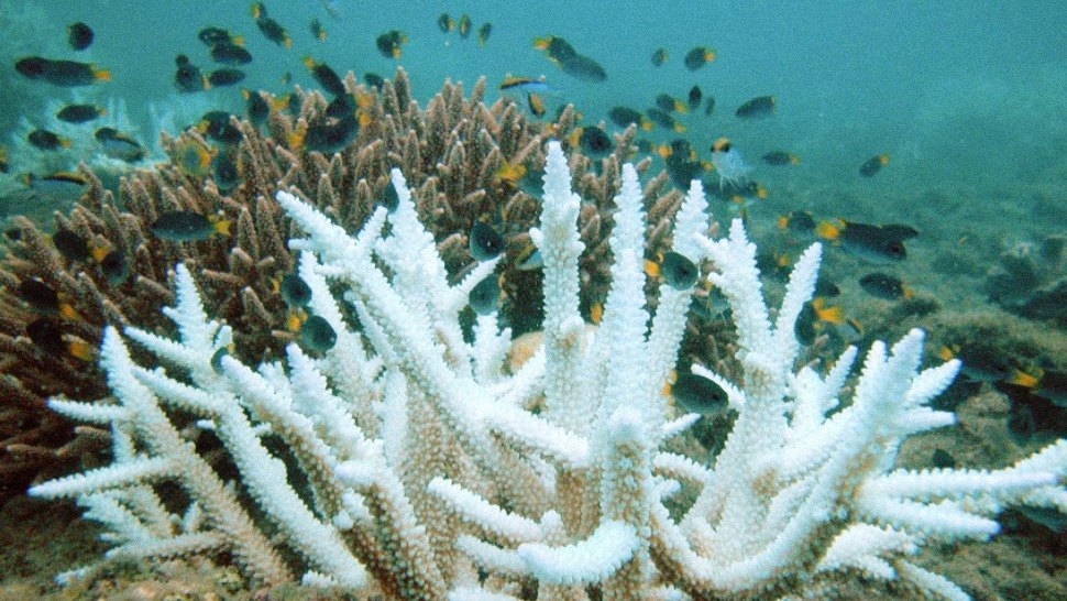 A Brutal Coral Bleaching Event Is Happening In Batangas Mindoro And More