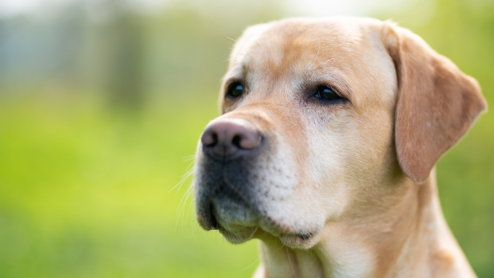ICYMI: Dogs' Brains Don't Care About Faces