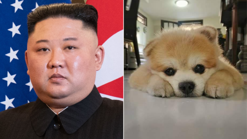 Sex in Pyongyang dog women Young Pregnant
