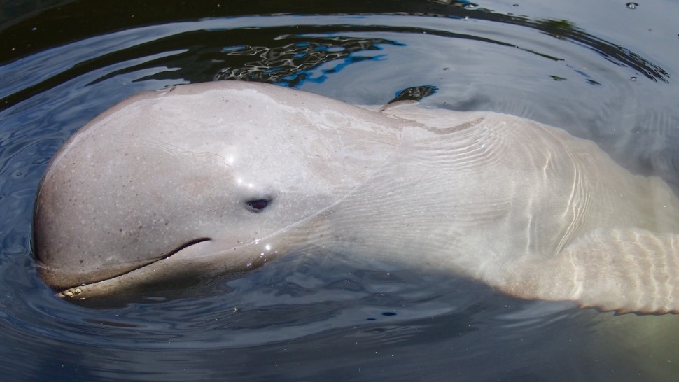 Irrawady Dolphins in the Philippines Are Vanishing