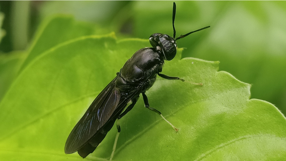 Black Soldier Flies or Me and My 'Maggots' • Green Living Journal