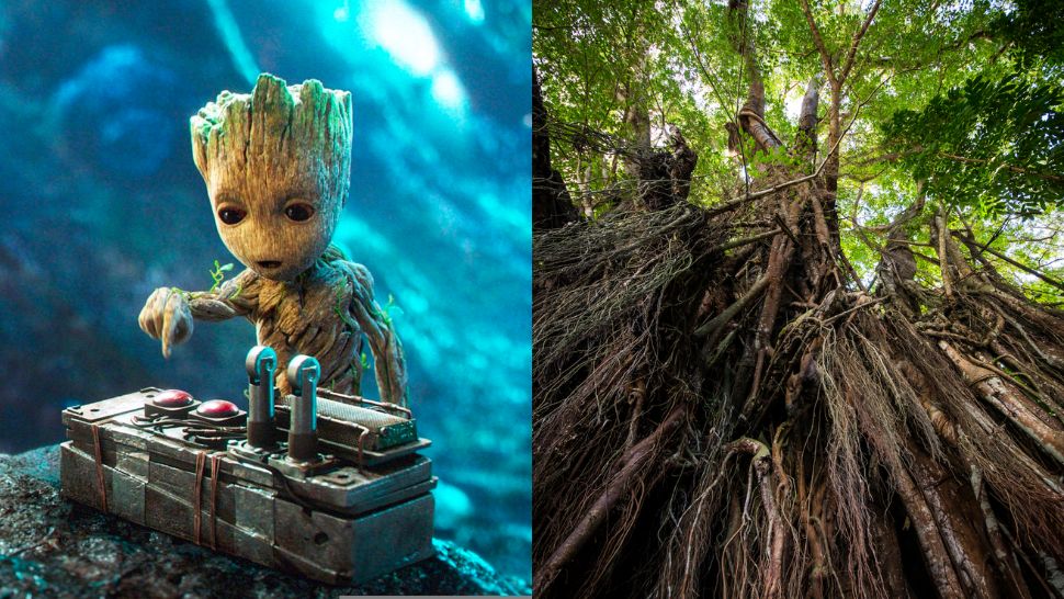 Baby Groot Was Inspired by the Balete Tree, Confirms Filipino MCU
