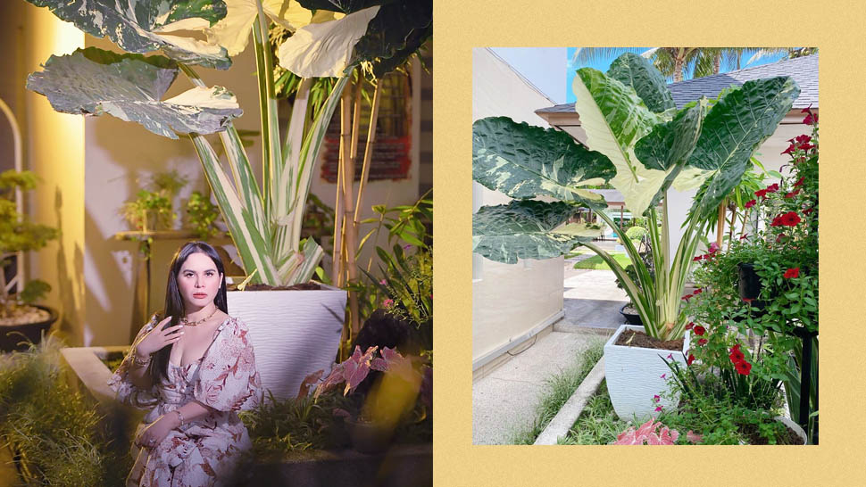 What Are All The Plants Plantita Of The Hour, Jinkee Pacquiao, Has  Featured In Her IG Feed?