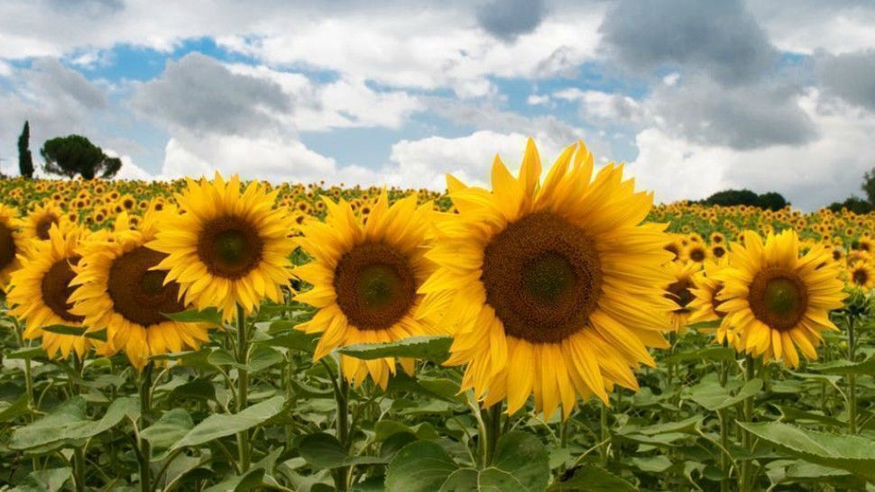 4 Ig Worthy Sunflower Gardens In The