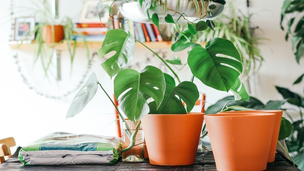 The Monstera Is The Latest It Plant