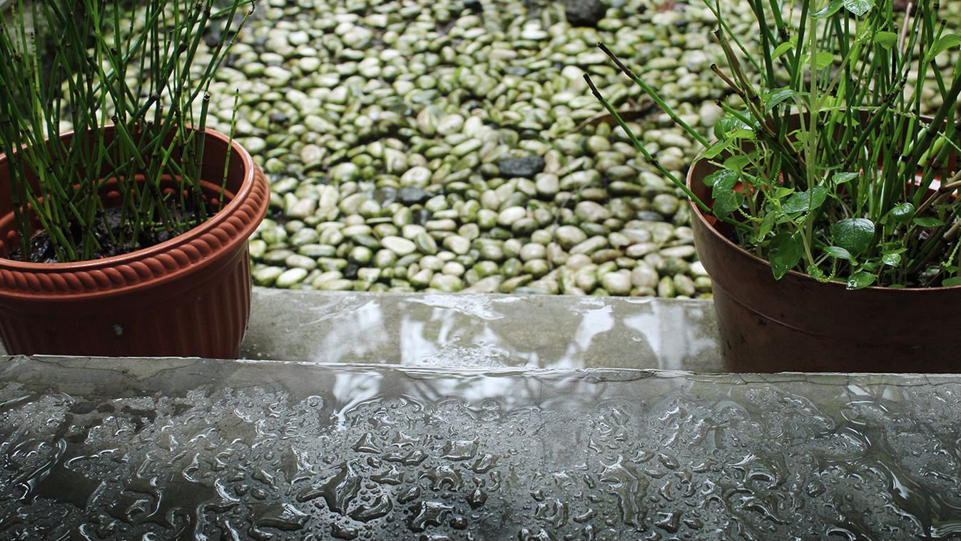 Essential Tips for Plant Care in the Rainy Season - FNP