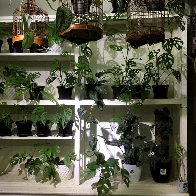 Где Лучше Купить Комнатные Растения
