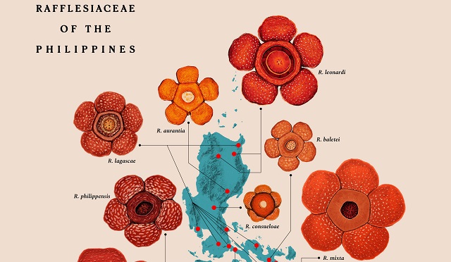 Phillipine Rafflesia Map Illustrated By Raxenne Dosher Maniquiz