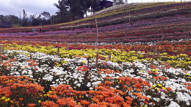 Flowers Farm Opens In South Cotabato