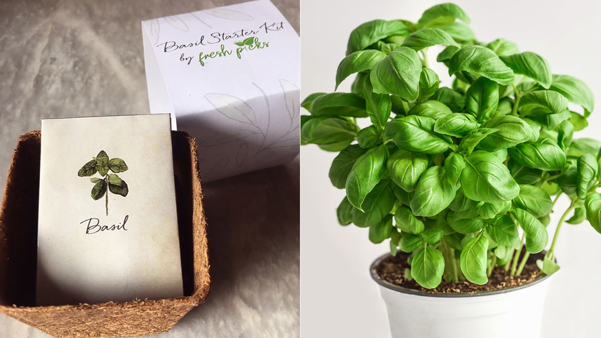 Where to Order Plant Kits and Seeds for Basil Pepper Tomato