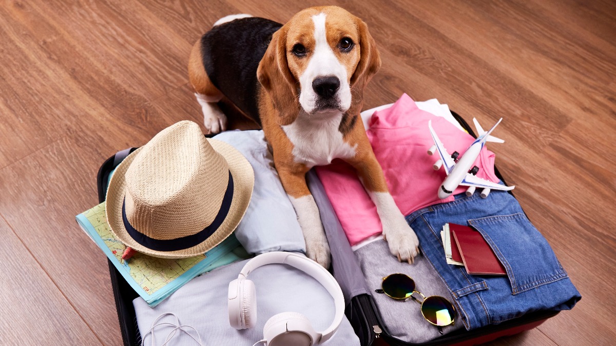 PAL Guide on How Pets Can Join You on Your Next Flight