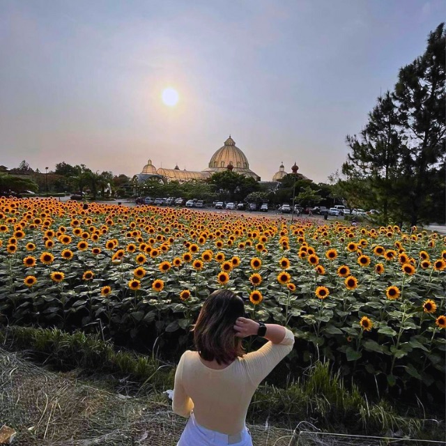 Sunflower Farm At Palazza Verde Vista Alabang Las Pinas