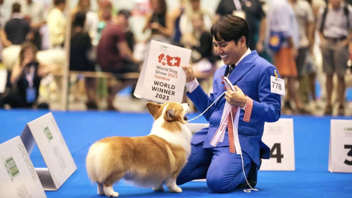 Corgi show 2024