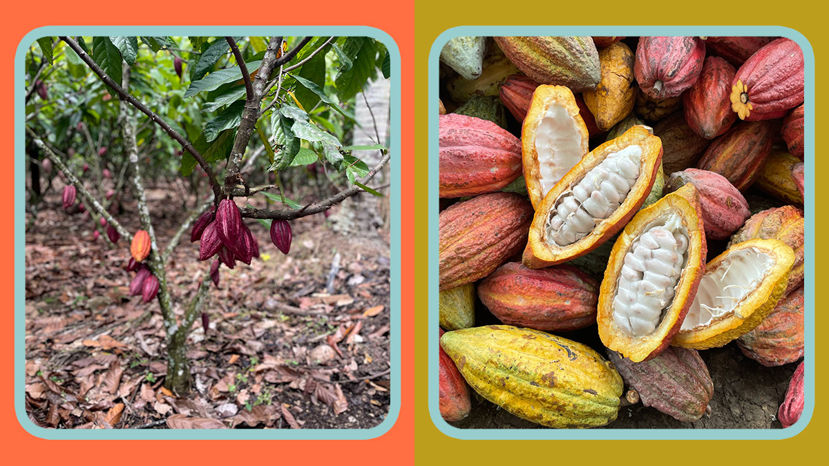 Cacao Culture Cacao Farm In Calinan Davao Chocolate