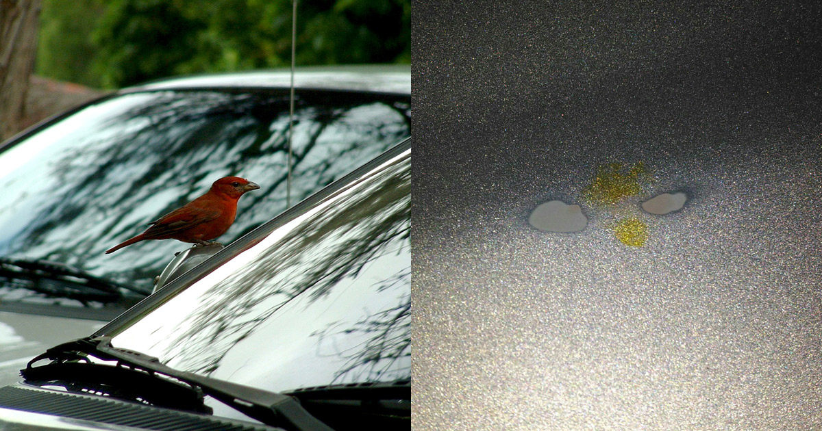 Bird Dropping Remover, Car Bird Poop Remover