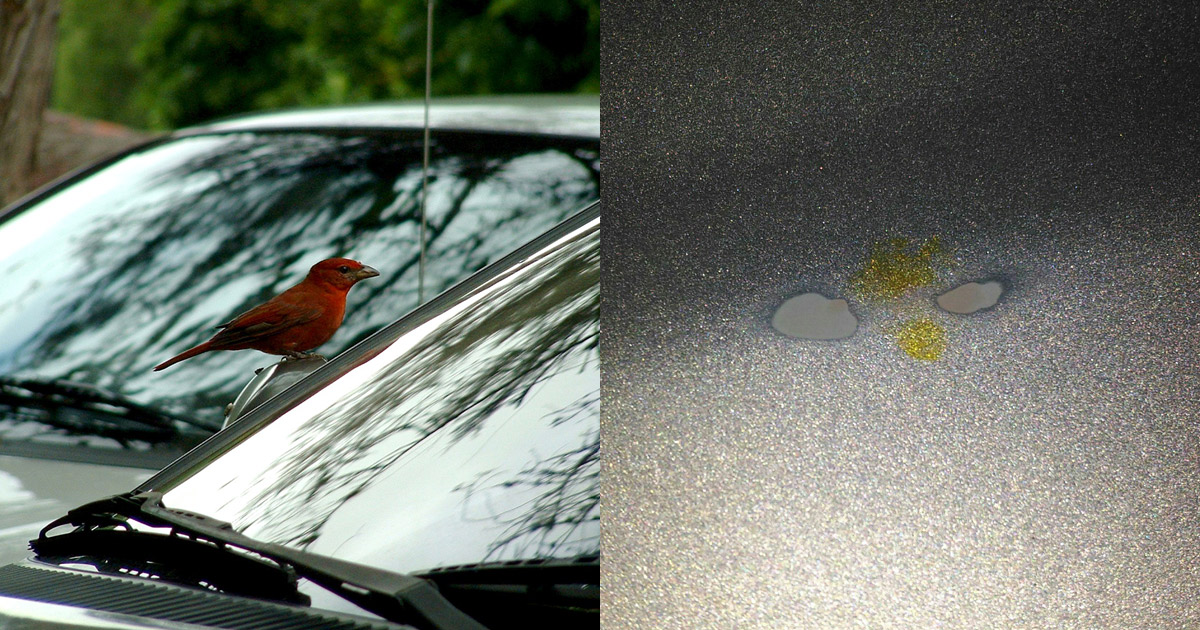 How To Fix Paint Damage From Bird Poop At Patricia Perez Blog