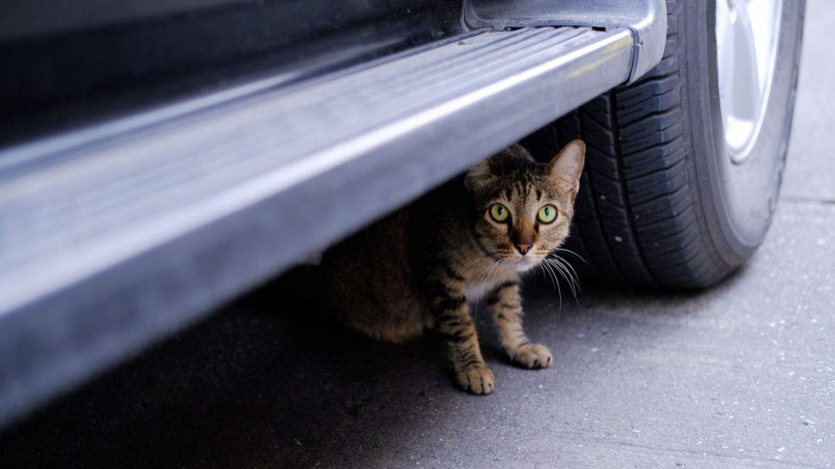 Rend bille radar Cats inside car engine bays: How to avoid killing them