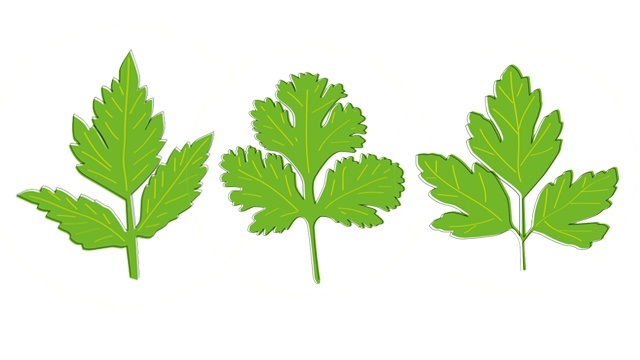 This Is How You Can Tell The Difference Between Wansoy Kinchay And Flat Leaf Parsley,Best 10th Anniversary Gifts