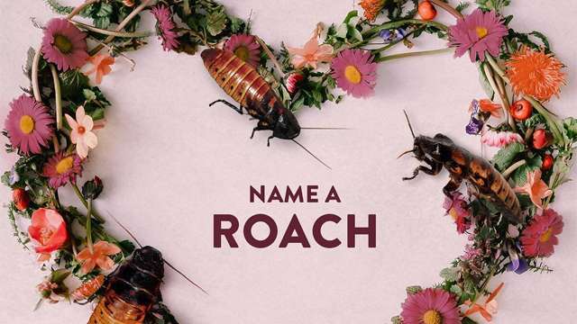 LOL, This Zoo Allows You to Name a Cockroach After Your Ex 