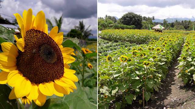 There's a Sunflower Garden Down South and You Have to Visit It ASAP