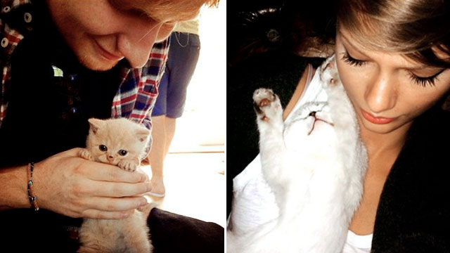 Who Posts More Cat Pictures Between Taylor Swift and Ed Sheeran?