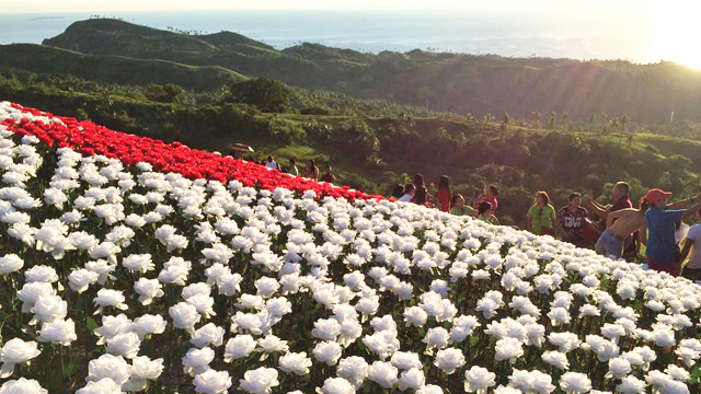 The 16,000 Blossoms Is a Must-See When in Leyte