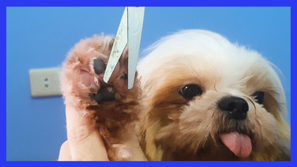 Here's How To *Properly* Groom Your Dogs At Home