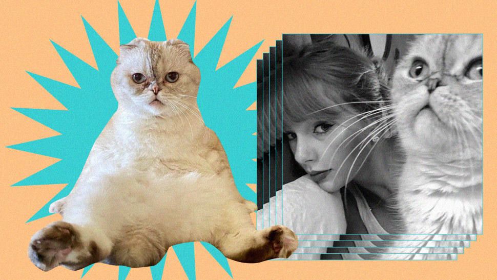 Did You Know Taylor Swift's Cat, Olivia Benson, Ranked in a Pet Rich List?