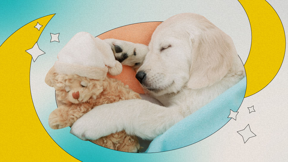 Yes, Dogs Do Dream-And They're Most Probably Dreaming About You
