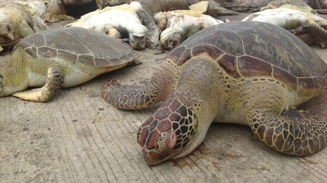 Watch This Video To Save Sea Turtles!