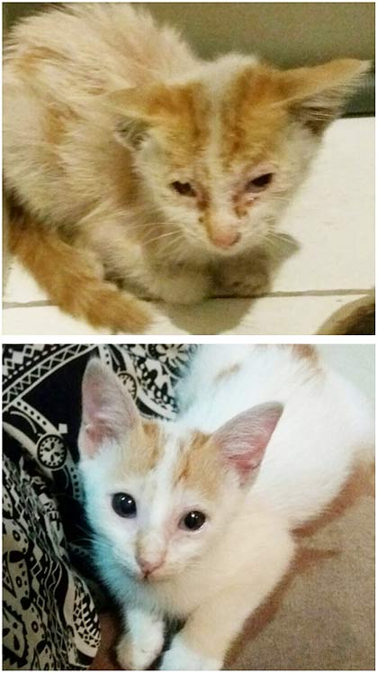 cats for adoption in my area