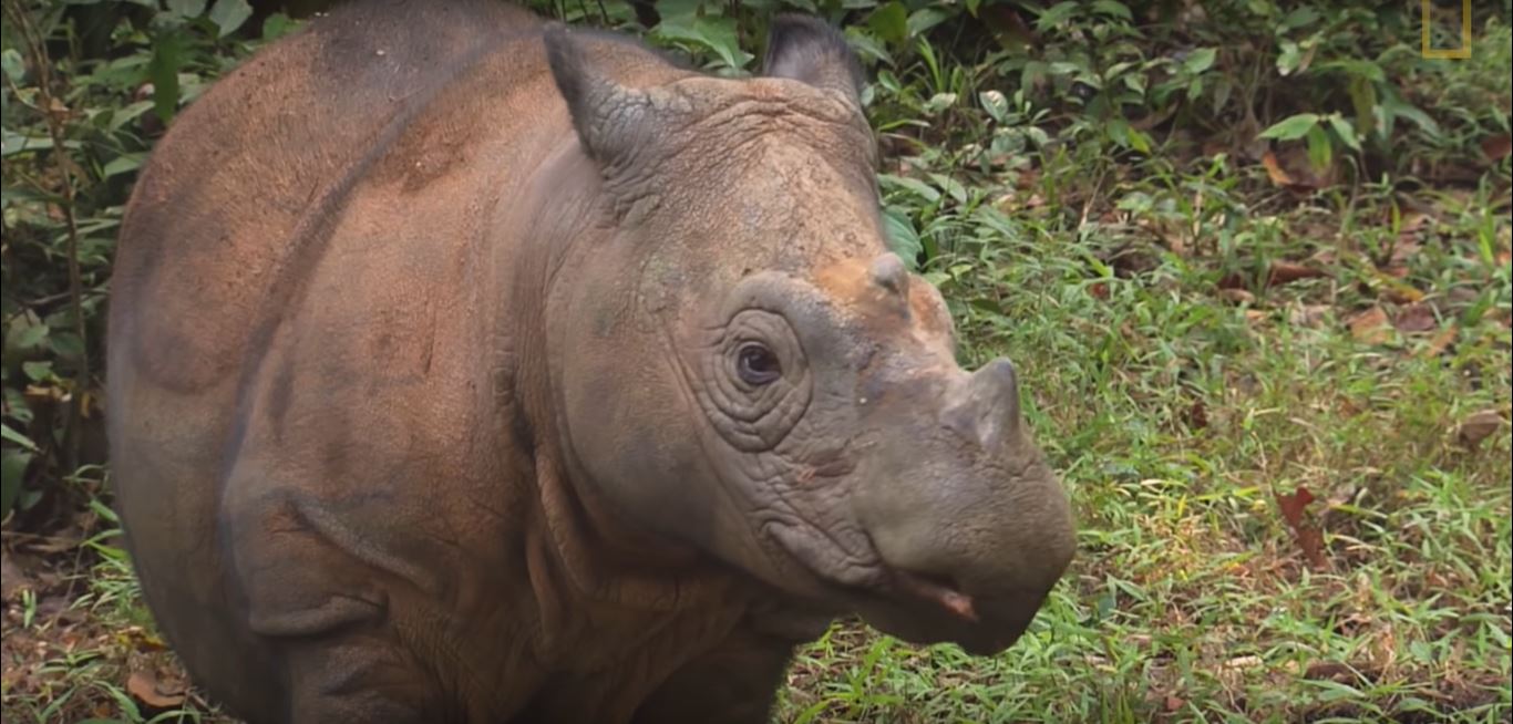 Malaysia's Last Sumatran Rhinoceros Dies