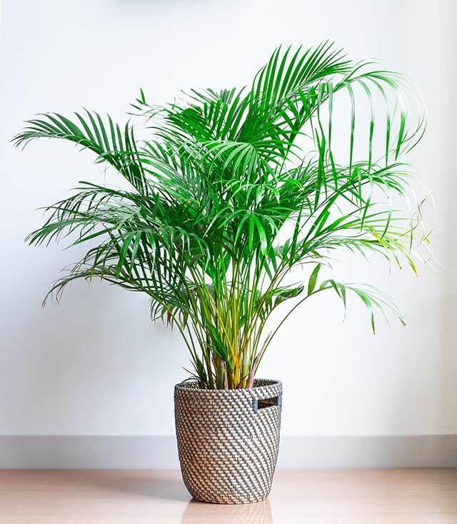 Plants That Can Purify Air At Home