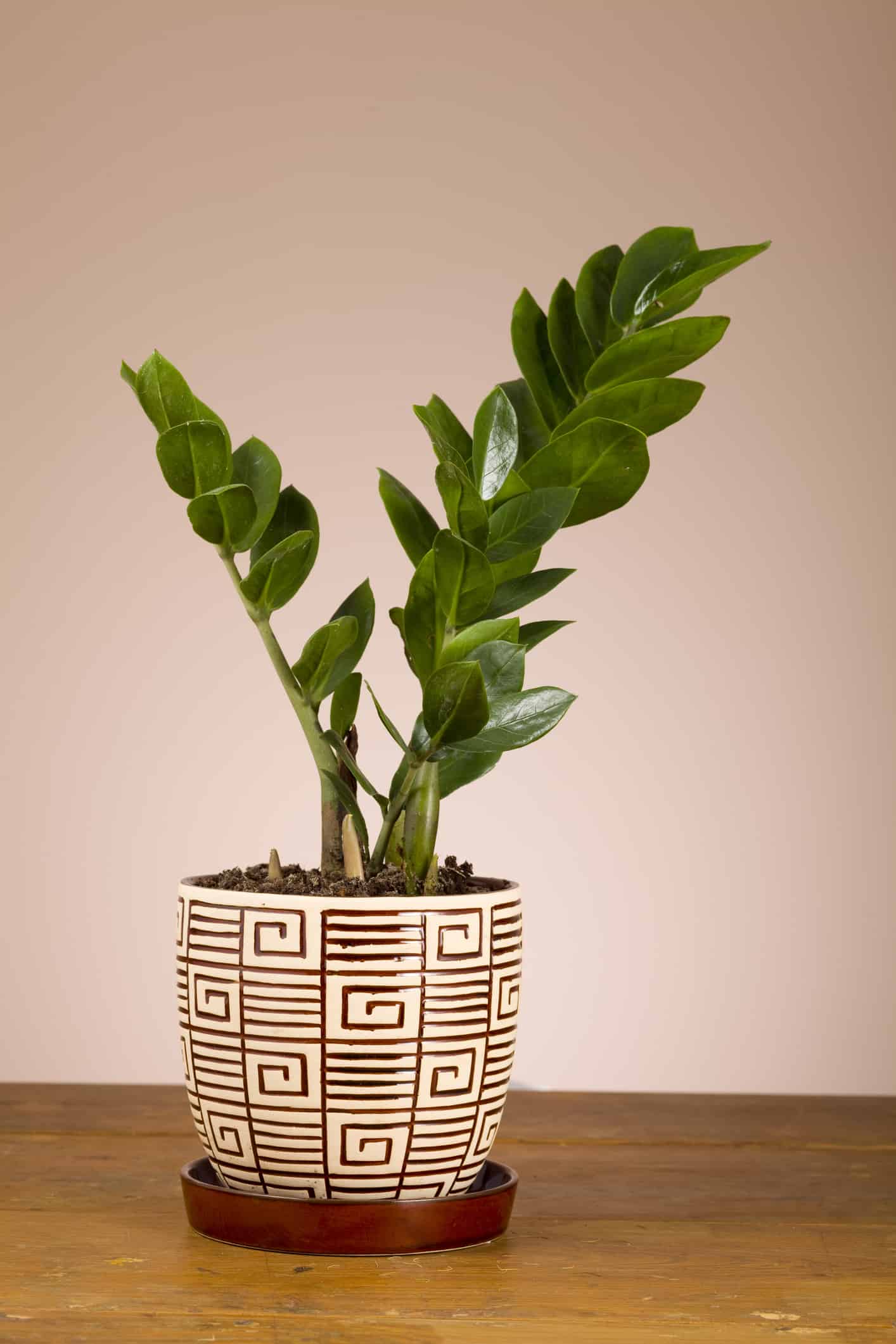Indoor Plant Types: Thinking About Buying Your A Houseplant?