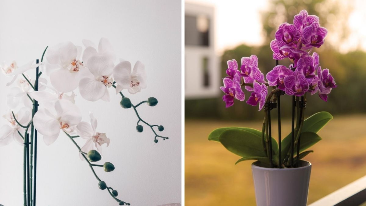 stock images of white and purple orchids
