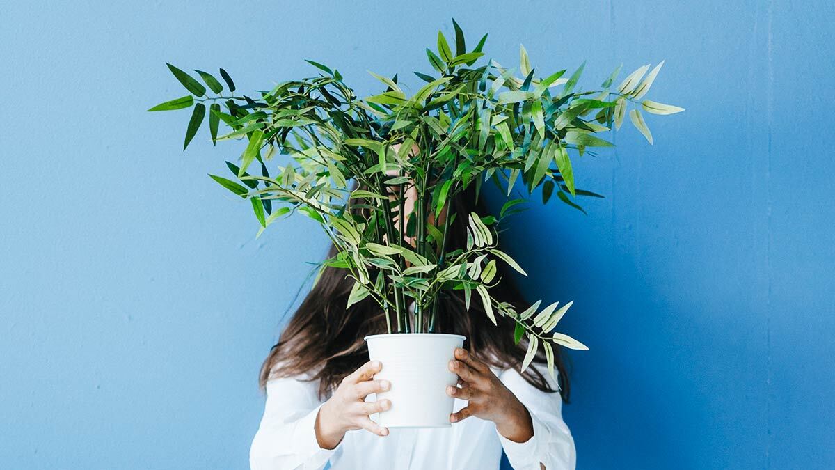 Здоровье растения. My Mental Health Plants.