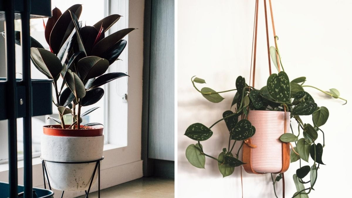 side by side photos of a rubber plant and a pothos