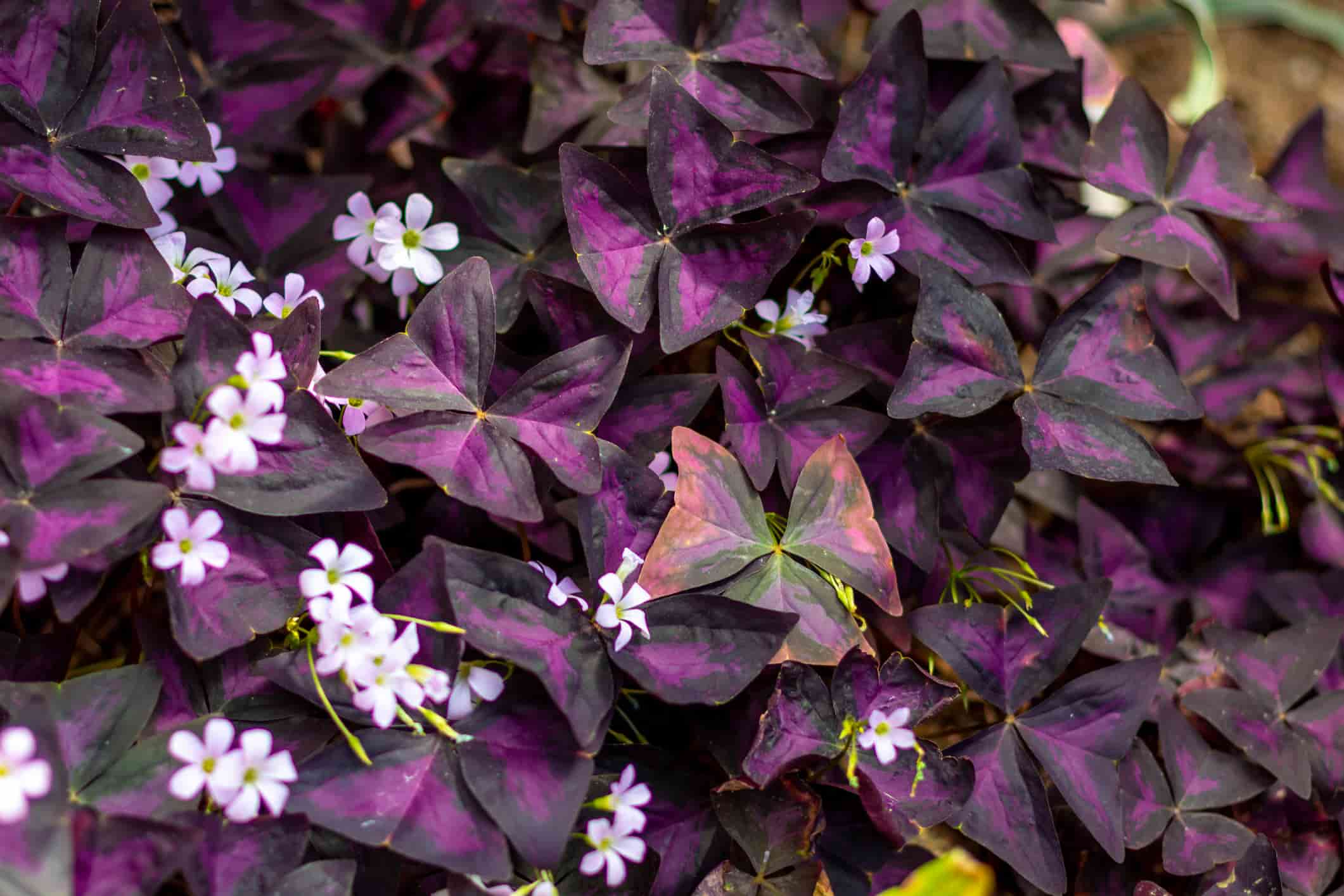 purple shamrock plant