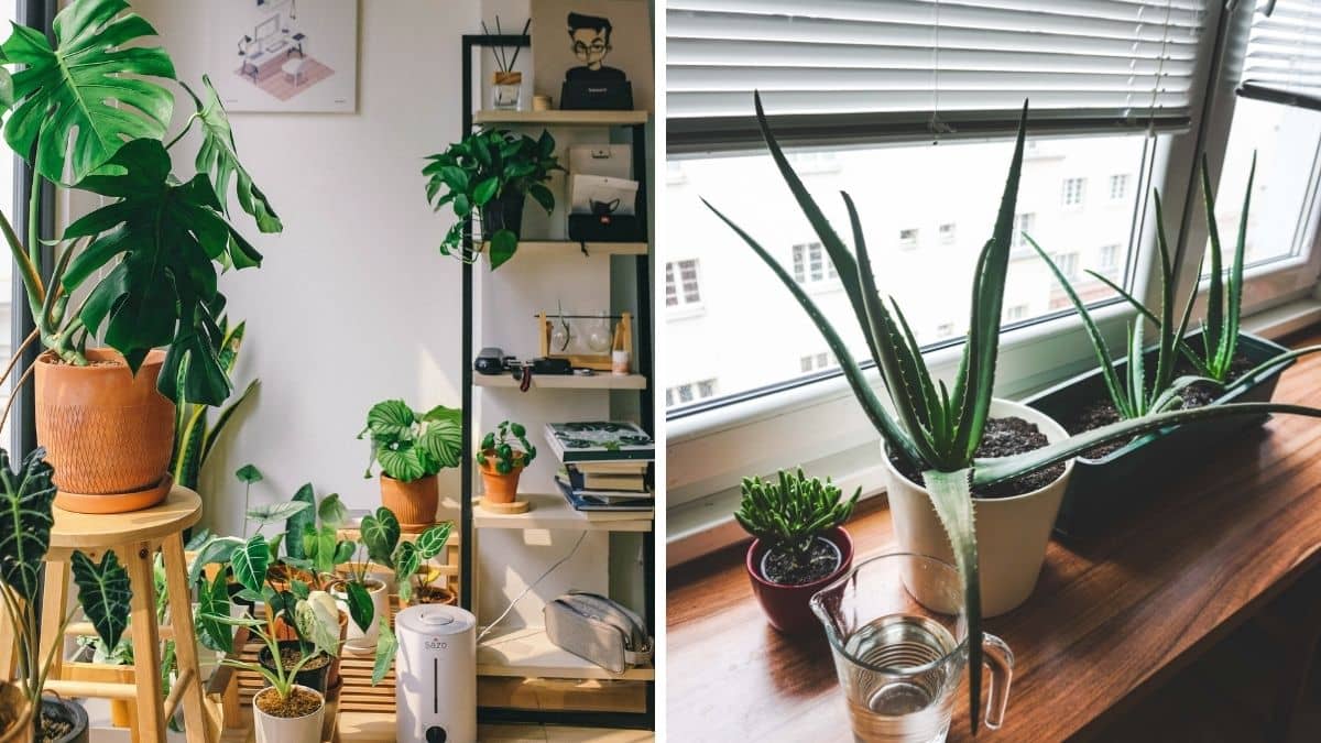 side by side photos of indoor plants you should keep by the window