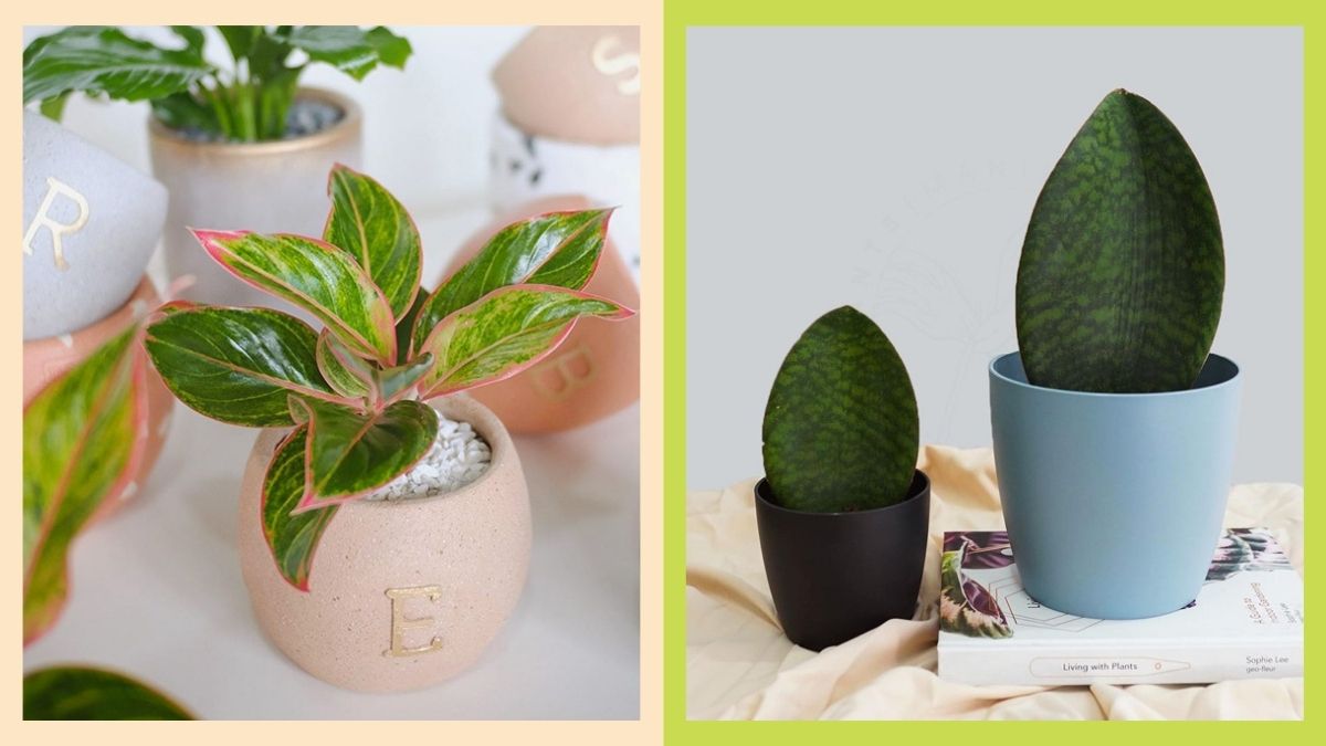 Small indoor plants that'll make perfect desk decorations.